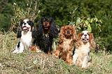 CAVALIER KING CHARLES 677